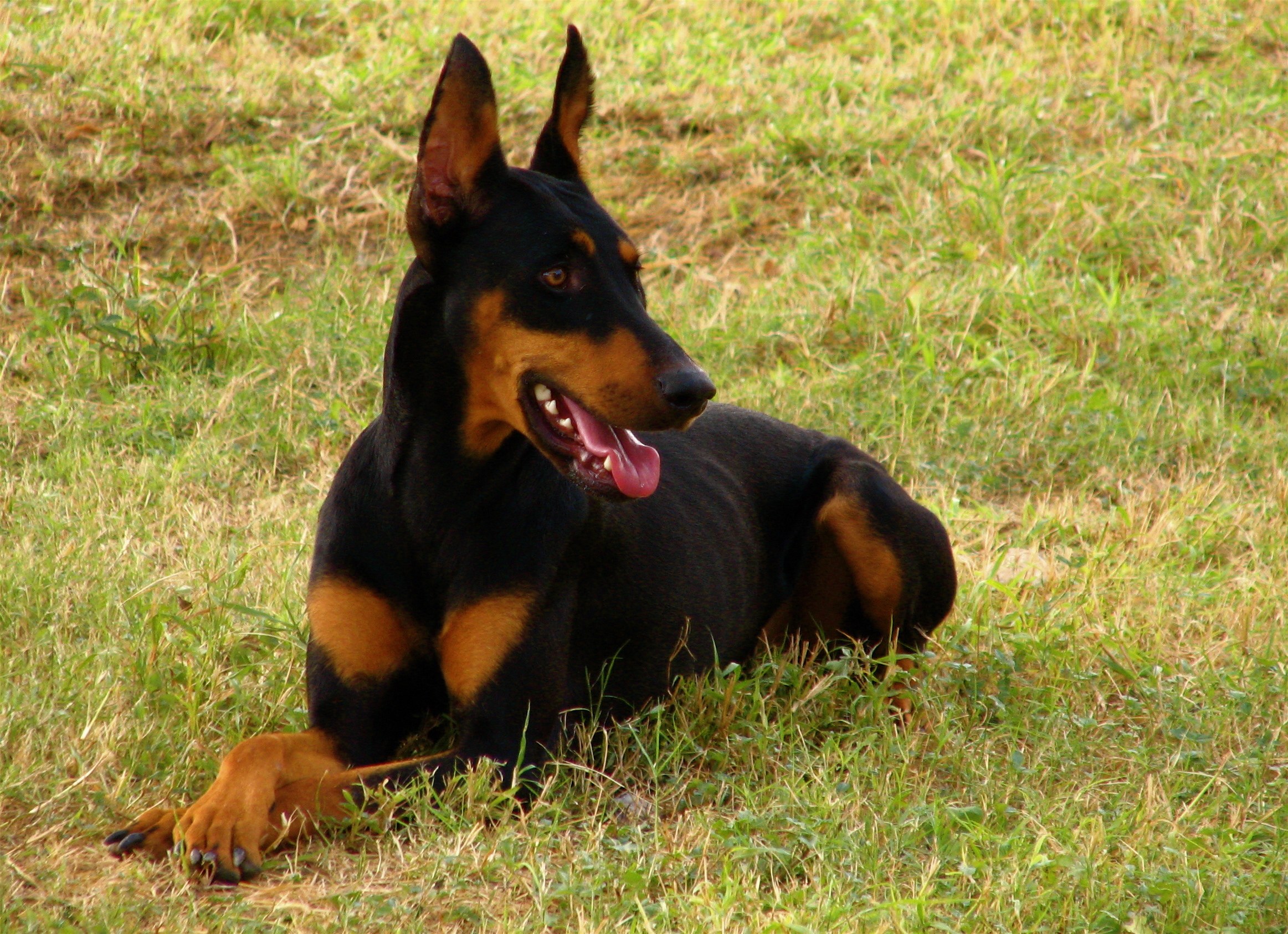 Doberman dog resting in grass
