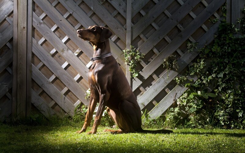 Doberman Dog Sitting — Brown