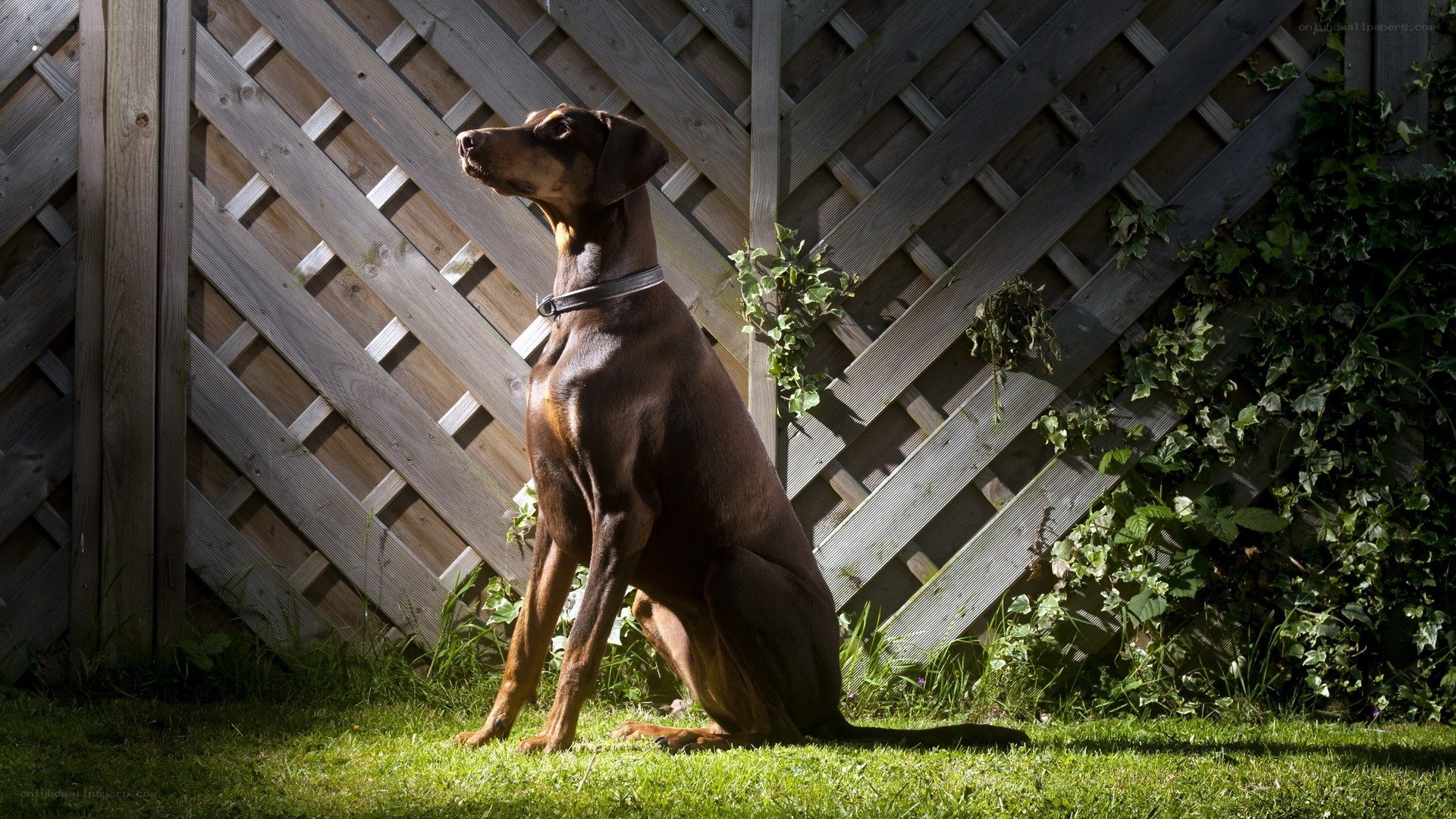 Doberman dog sitting on grass