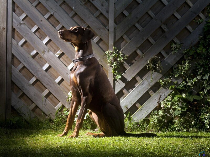 Doberman Dog Sitting