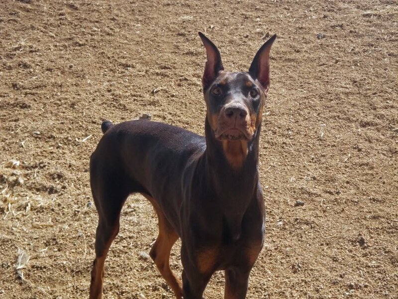 Doberman Dog Standing