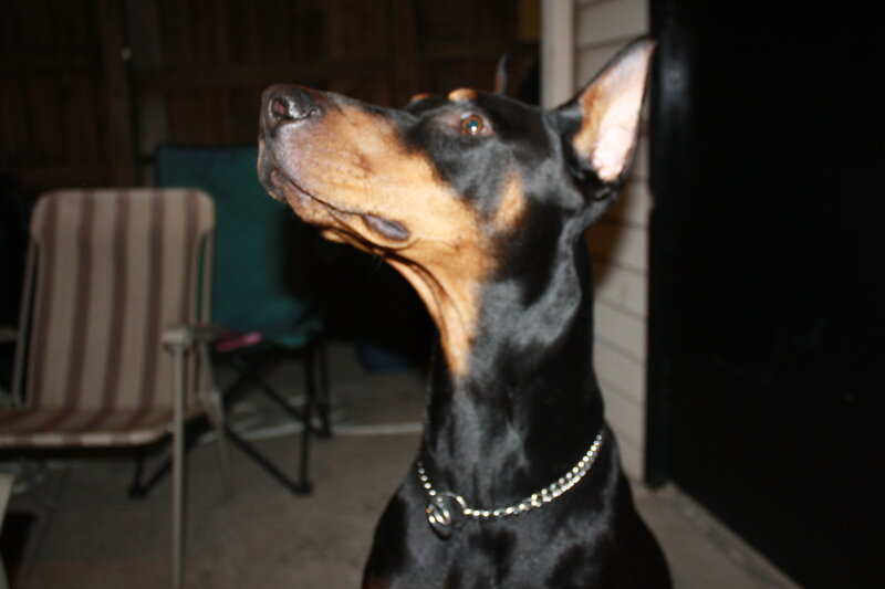 Doberman Dog