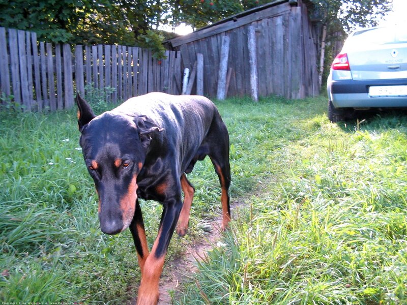 Doberman Dog Walking