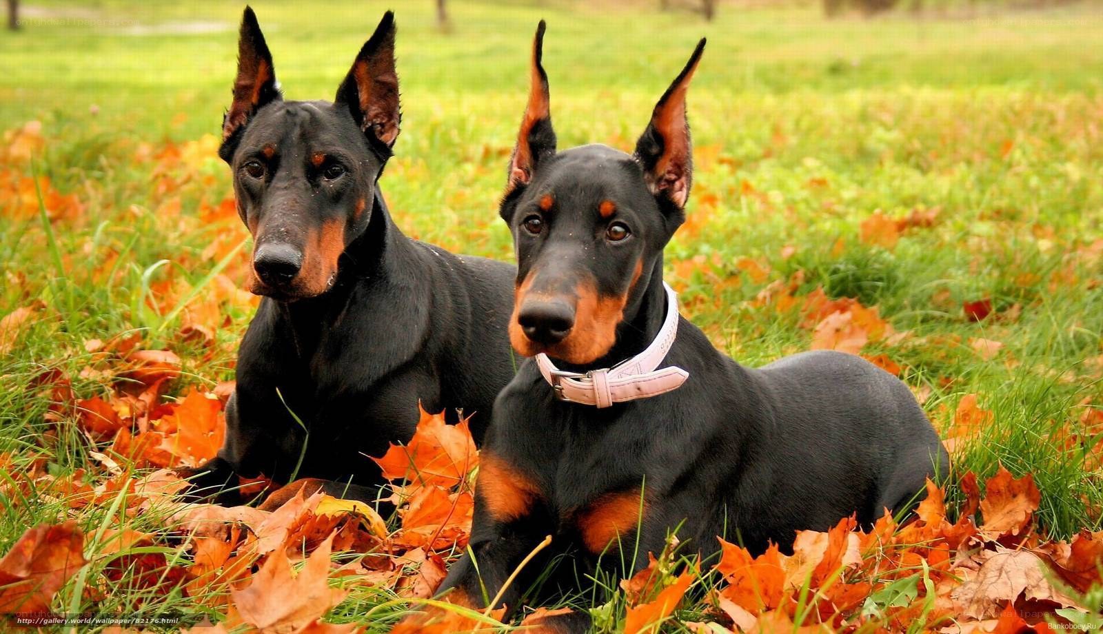 Doberman dogs in autumn leaves