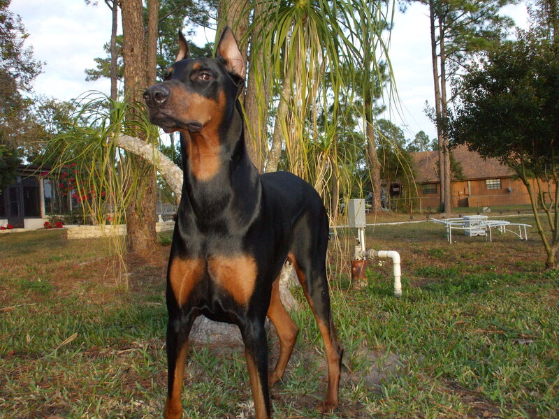 Doberman in a backyard