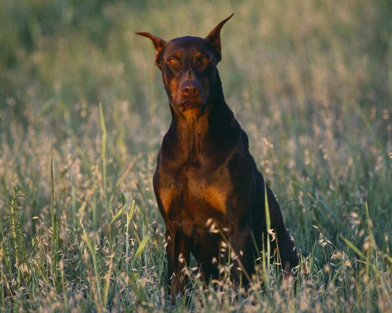 Doberman in a field
