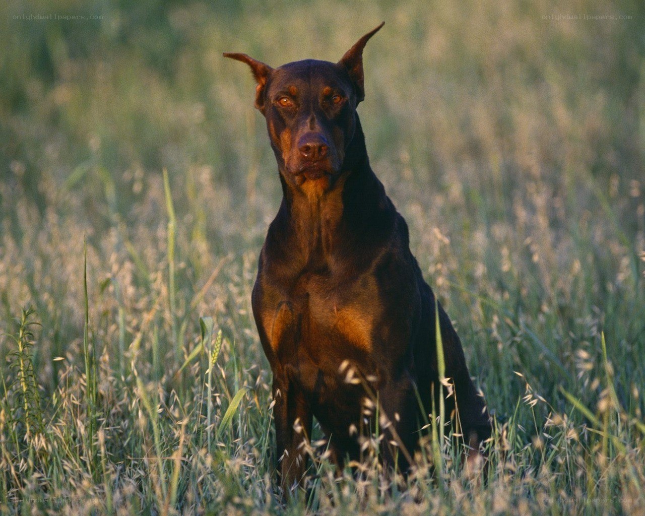 Doberman in a field