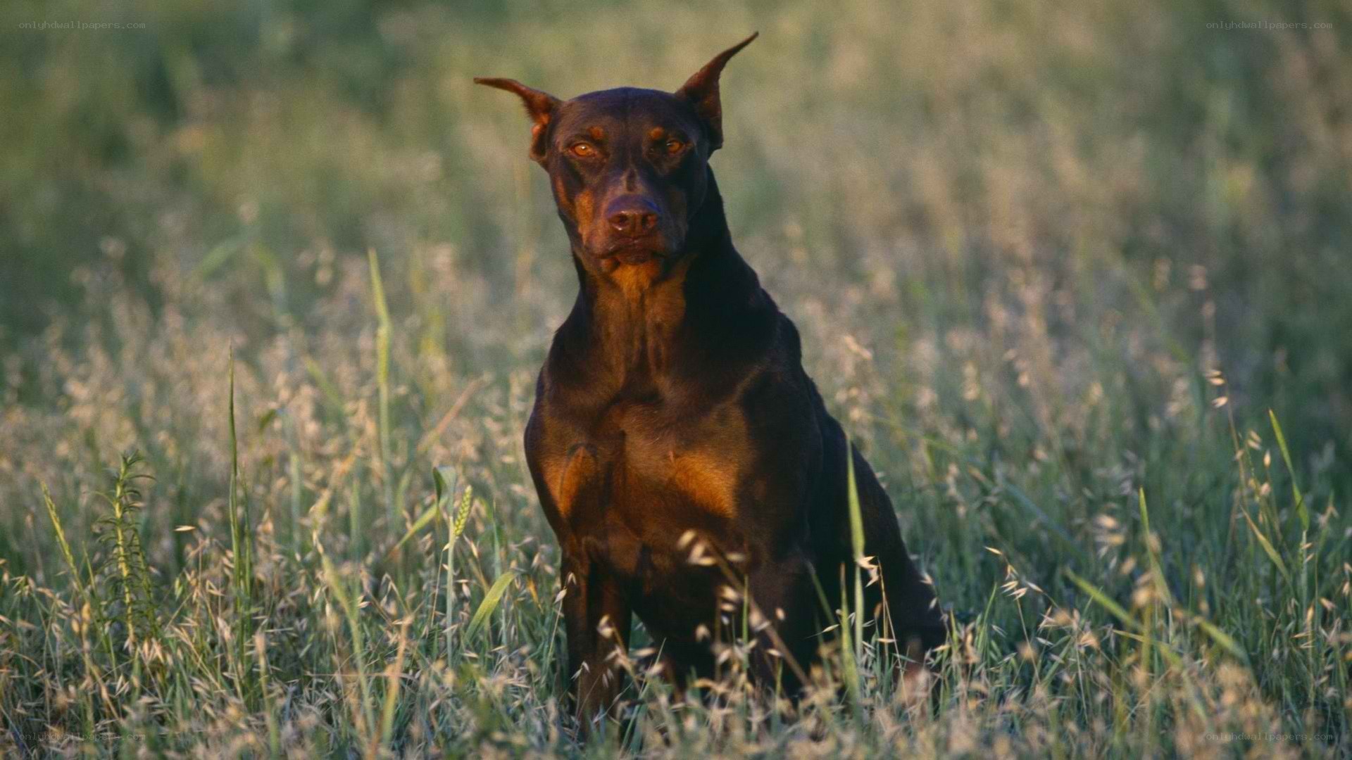 Doberman in a grassy field