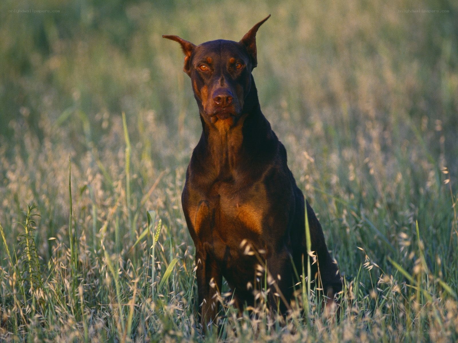 Doberman in a grassy field