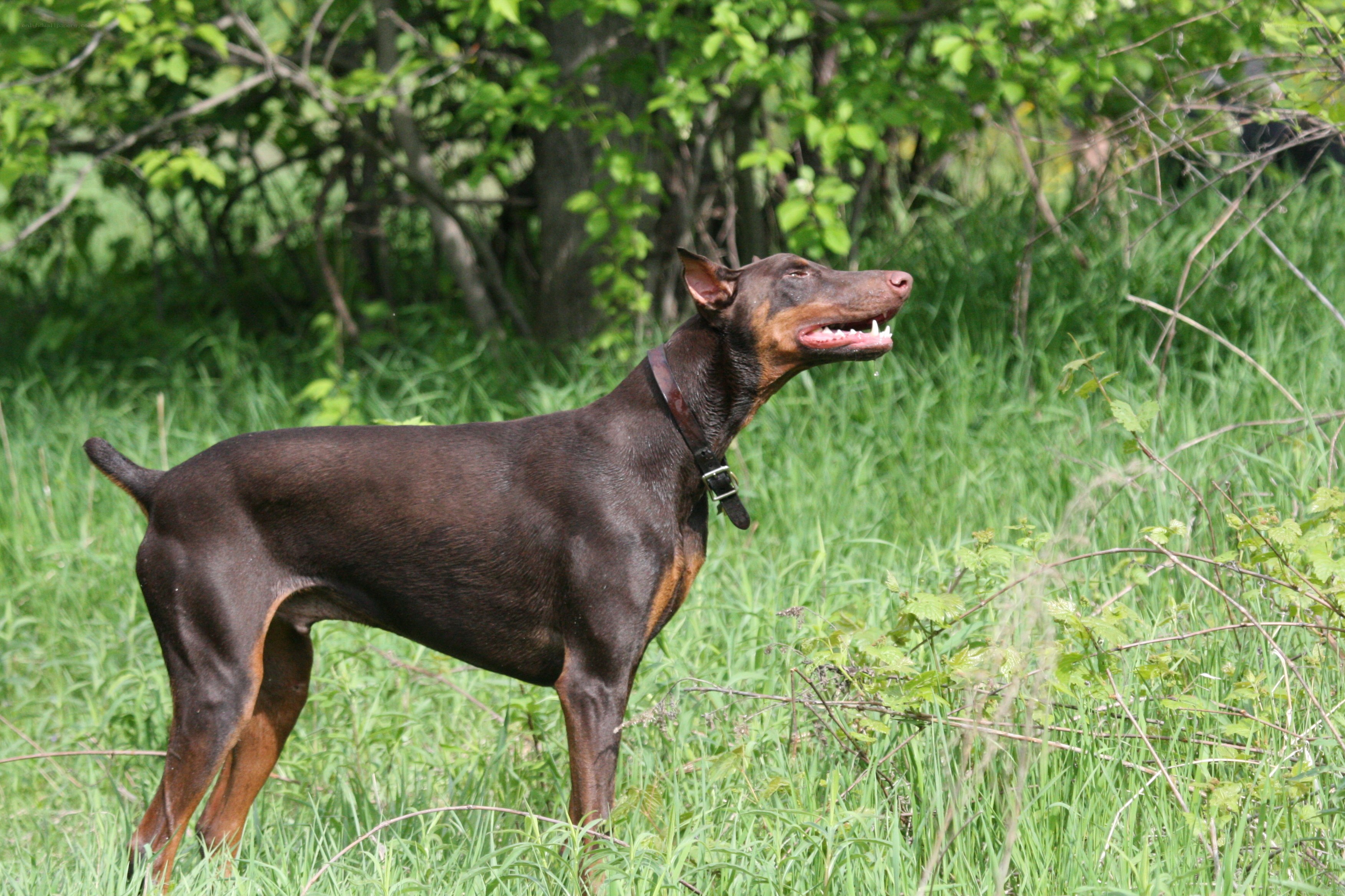 Doberman in a grassy field