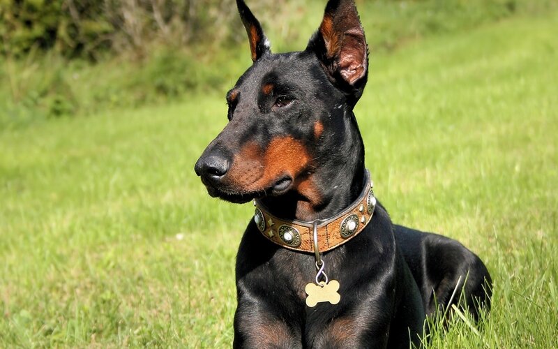 Doberman in a grassy field