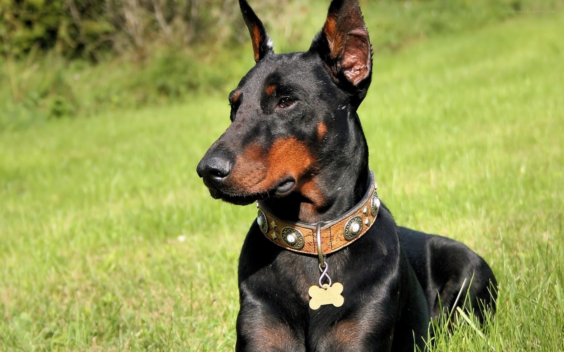 Doberman in a grassy field