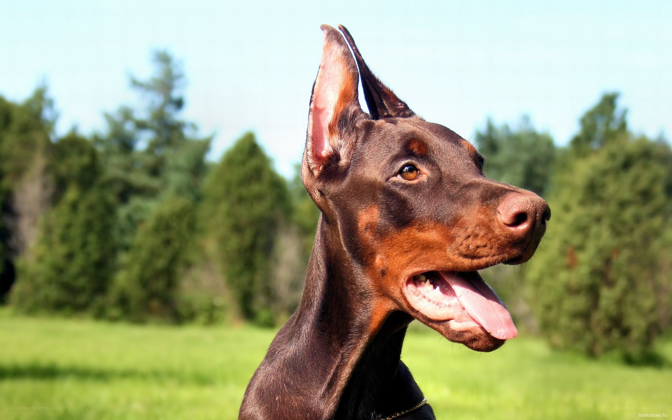Doberman in a sunny field