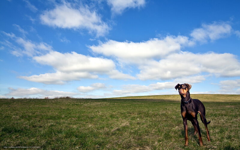 Doberman in Field — Blue, Serene