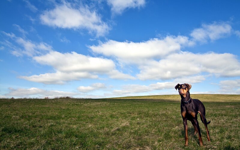 Doberman in Field — Blue