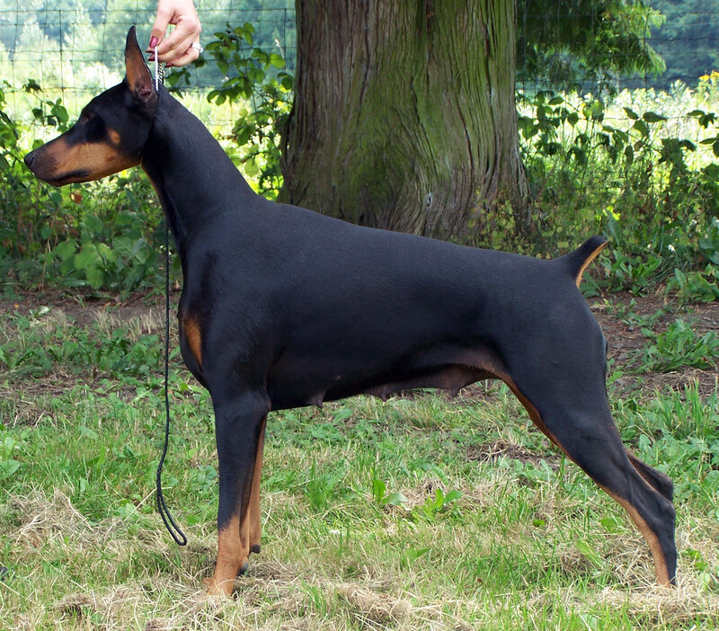 Doberman in show stance
