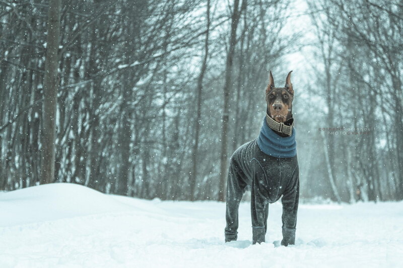 Doberman in Snow