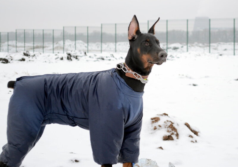 Doberman in Winter Coat