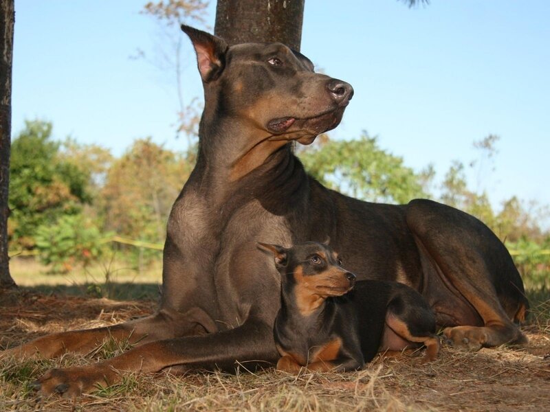 Doberman Mother and Puppy