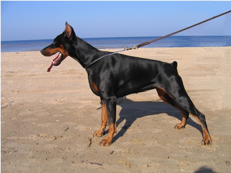 Doberman on a beach