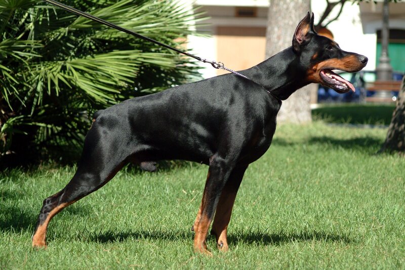 Doberman on a leash