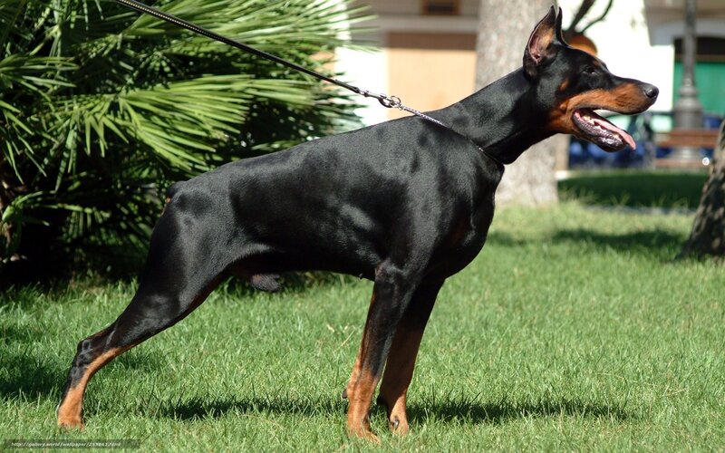 Doberman on a leash in a park