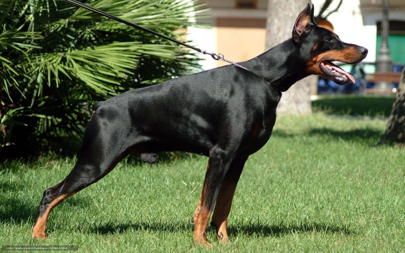 Doberman on a leash in a park