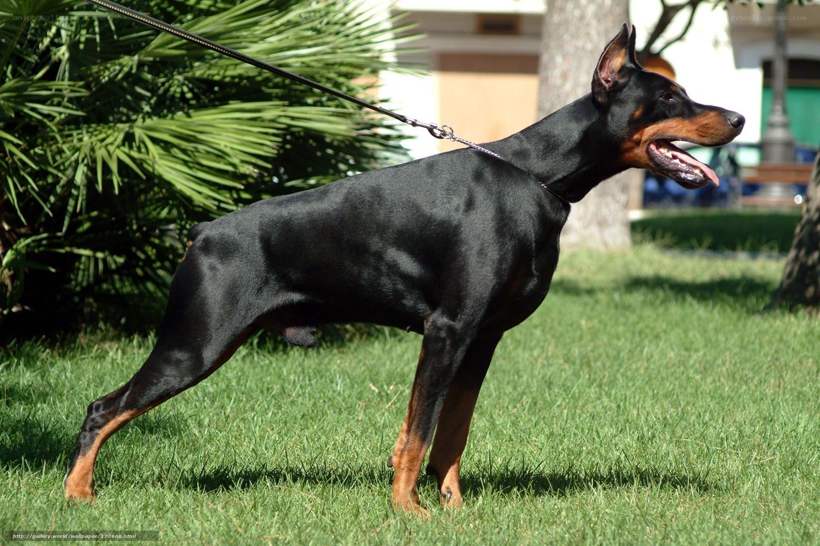 Doberman on a leash