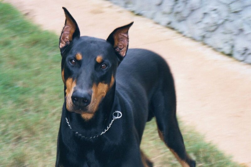 Doberman on a path