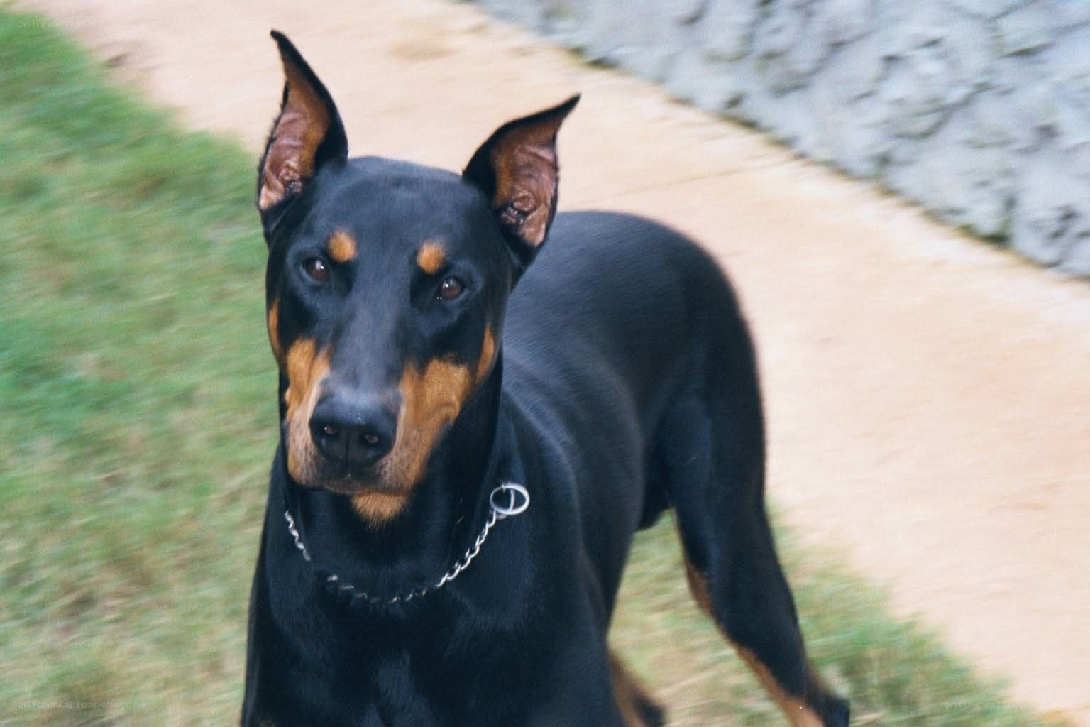 Doberman on a path