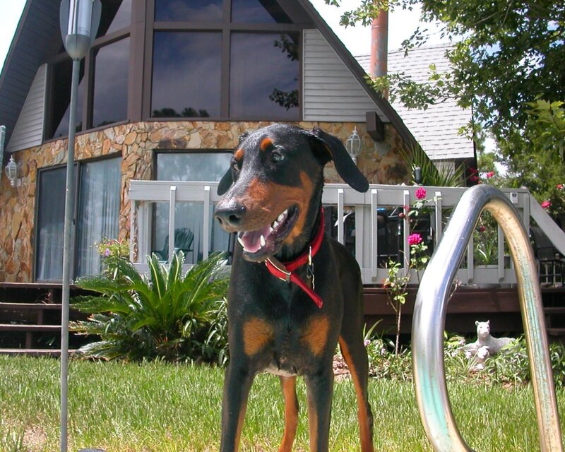 Doberman on a sunny day