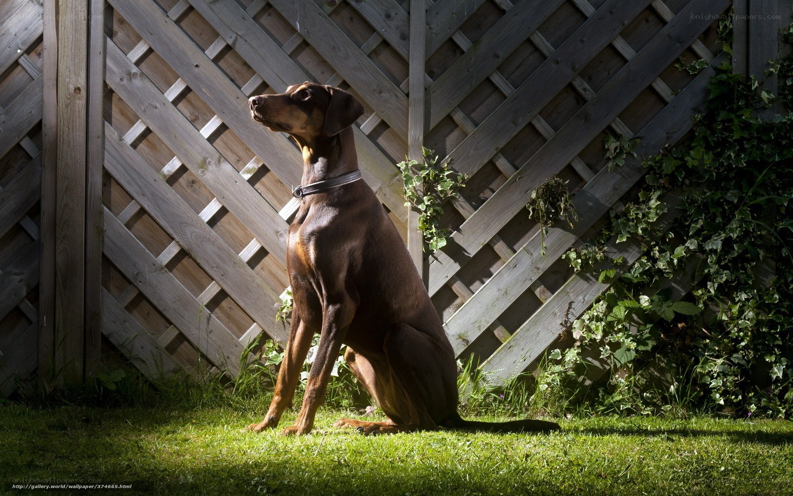 Doberman on a sunny lawn