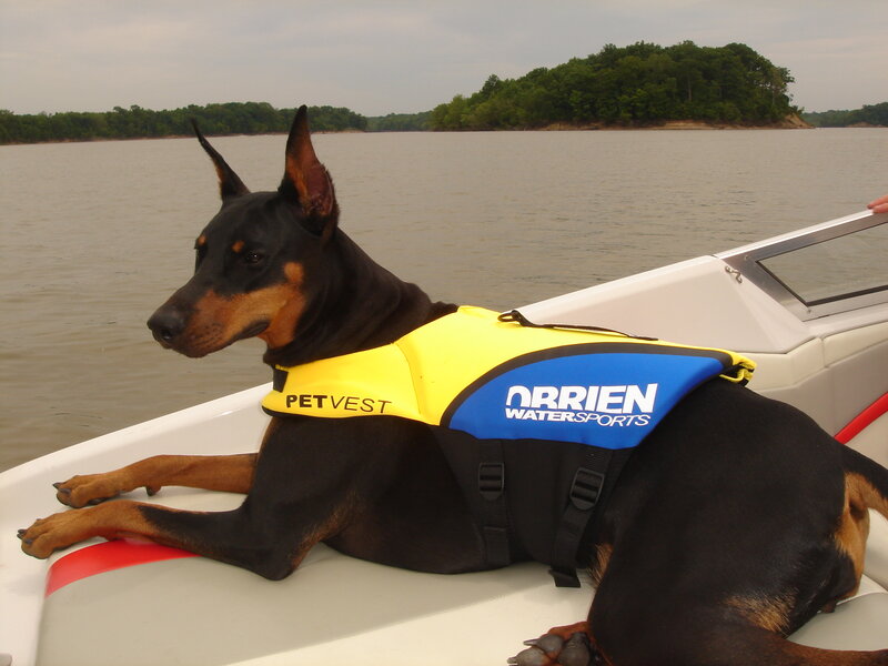 Doberman on Boat