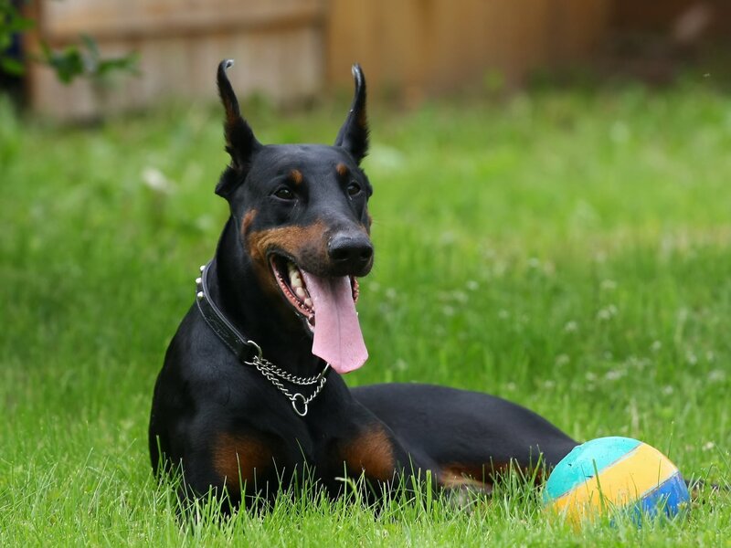 Doberman on grass with ball