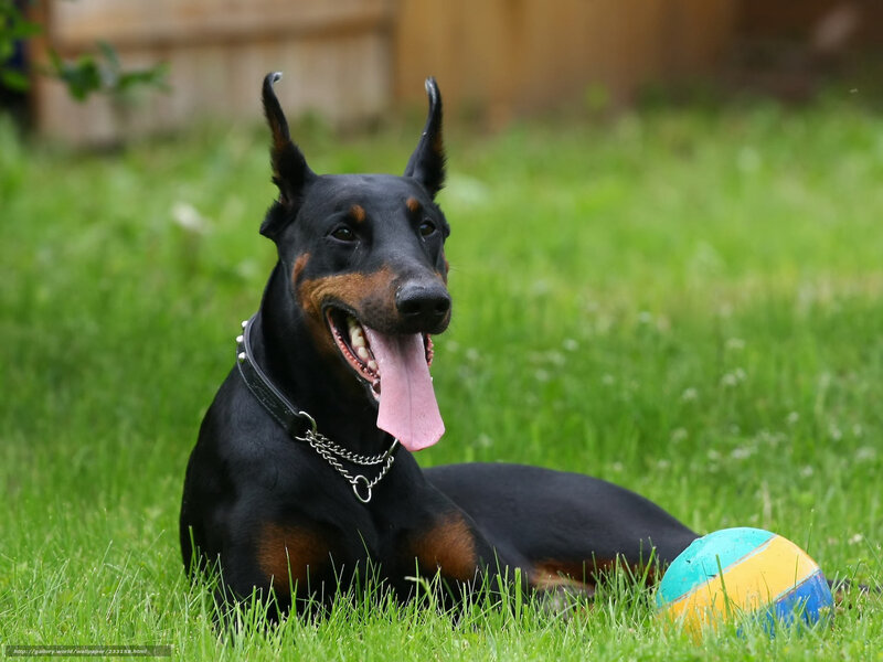 Doberman on grass with ball
