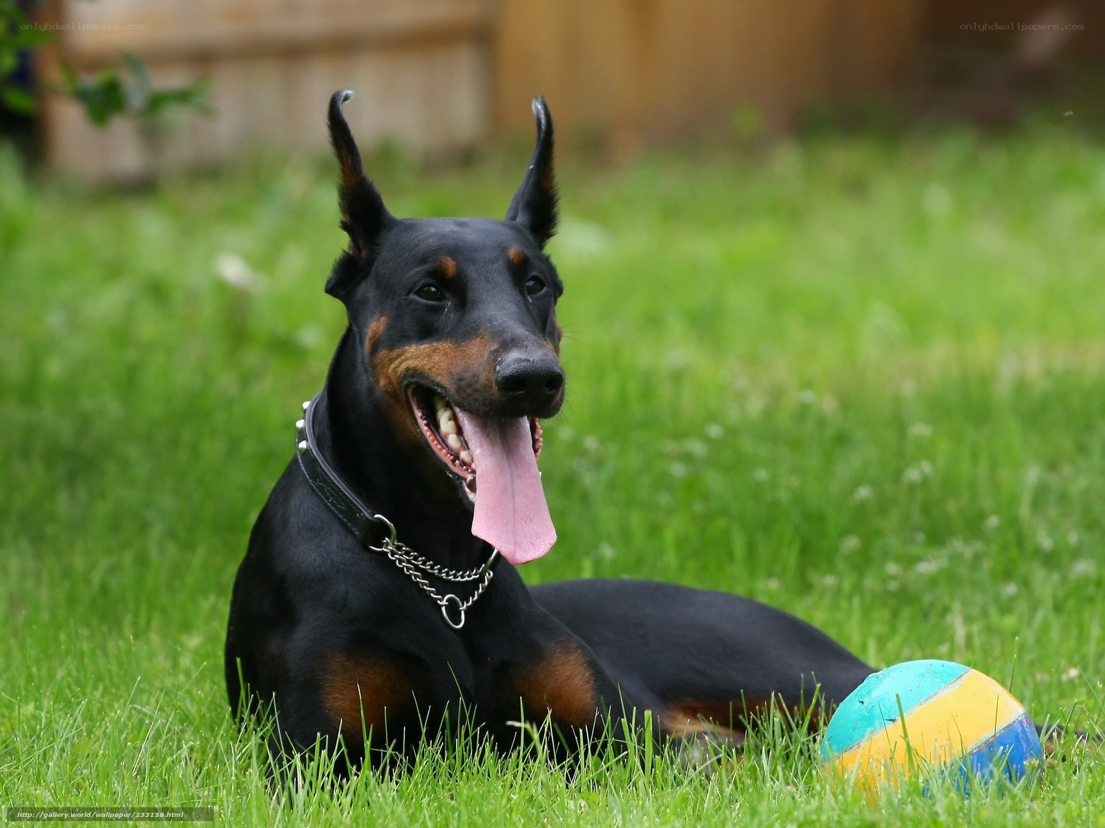 Doberman on grass with ball