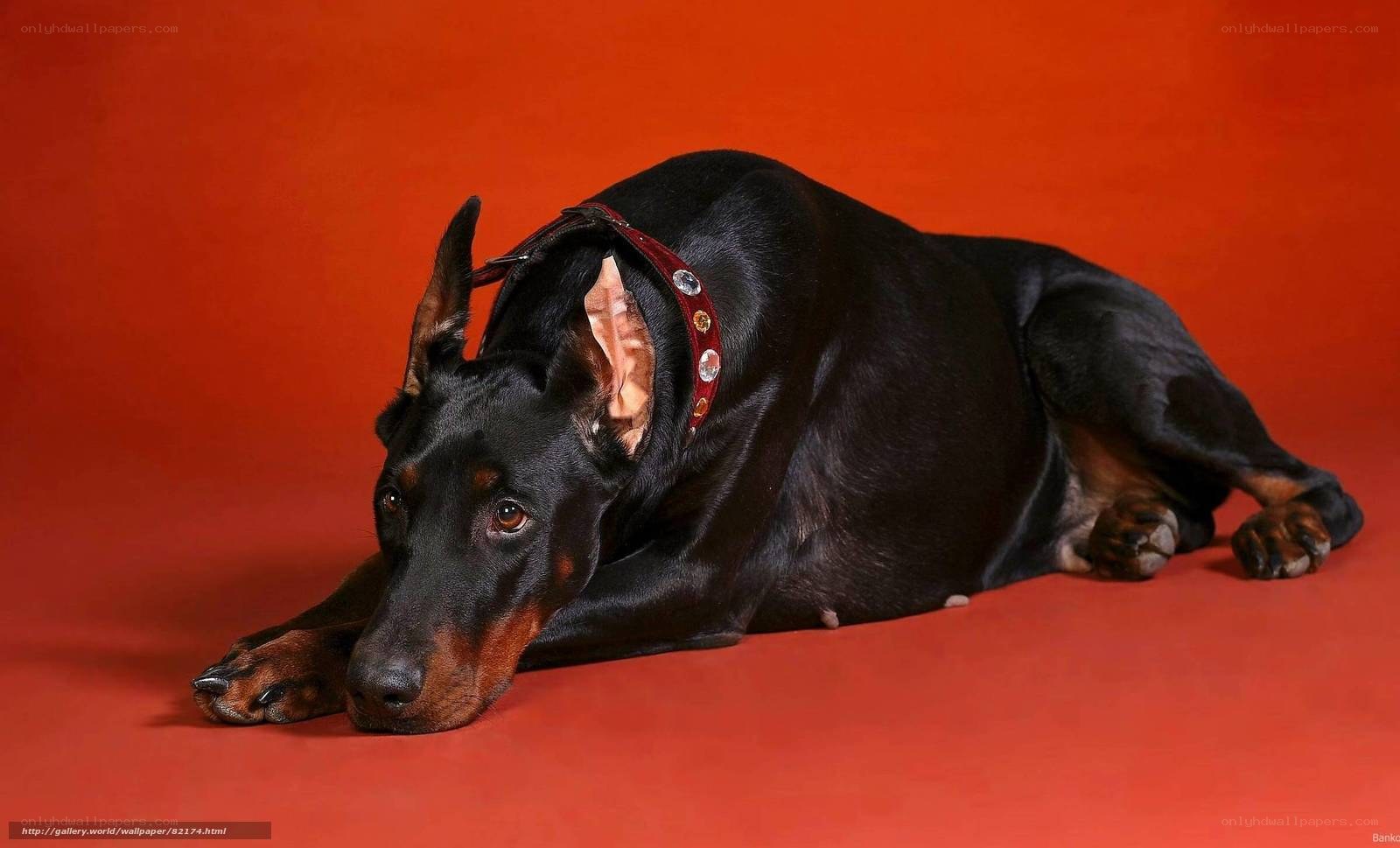 Doberman on red background