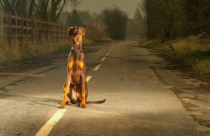 Doberman on Road — Brown