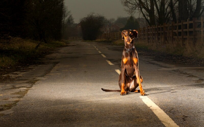 Doberman on Road