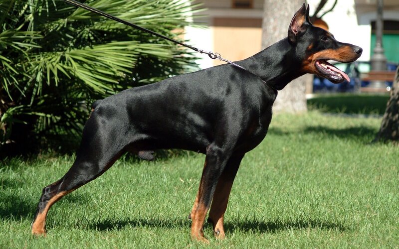 Doberman Pinscher Dog — Black, Calm