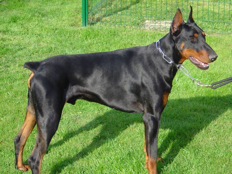 Doberman Pinscher Dog