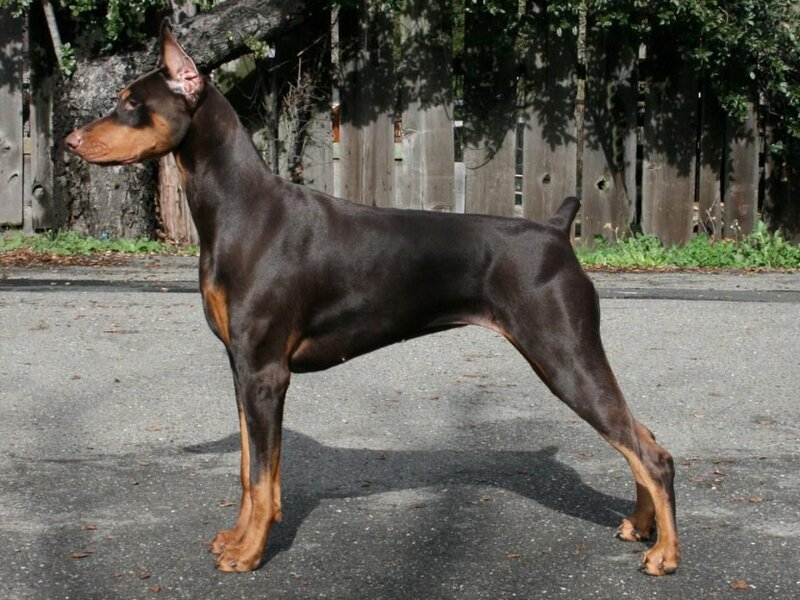 Doberman Pinscher standing outdoors