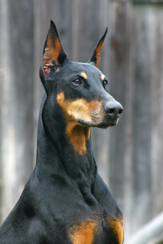 Doberman Pinscher