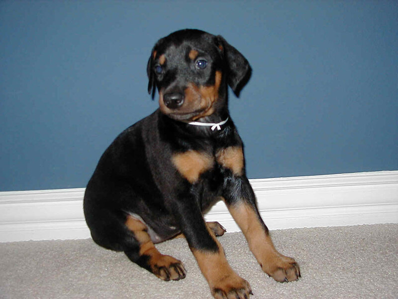 Doberman Puppy — Black