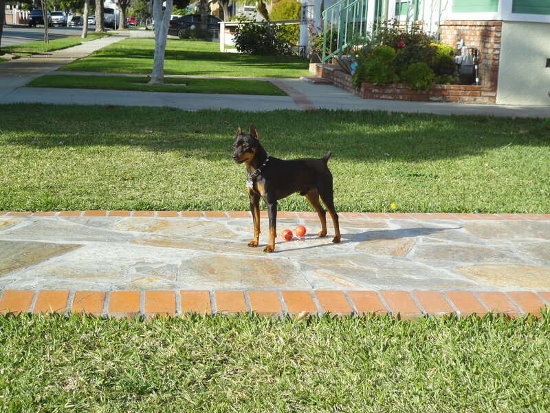 Doberman Puppy on Patio