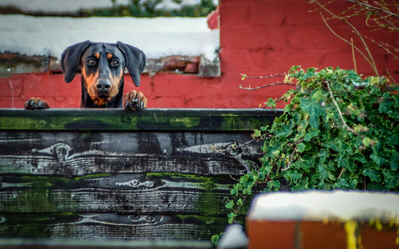 Doberman Puppy Peeking