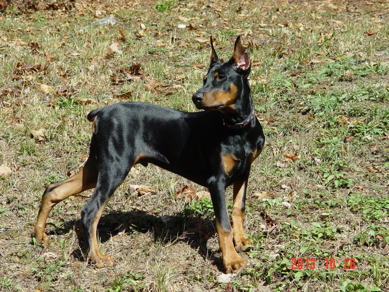 Doberman Puppy Standing