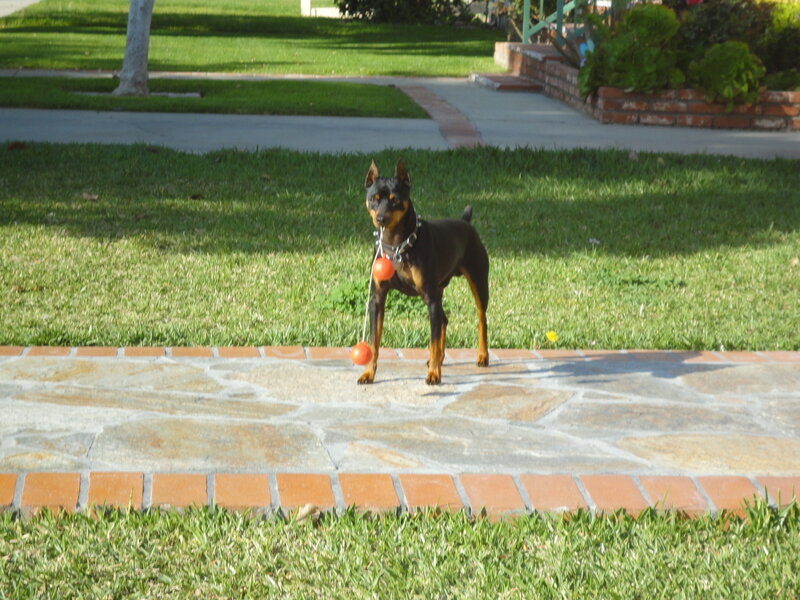 Doberman Puppy with Ball