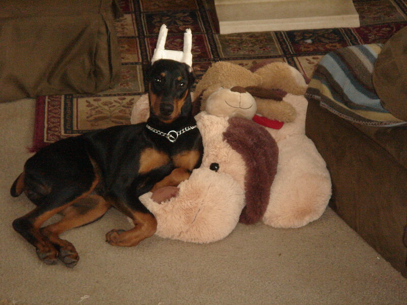 Doberman Puppy with Toy