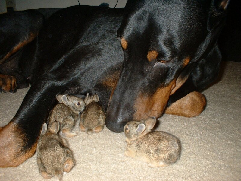 Doberman with Baby Bunnies